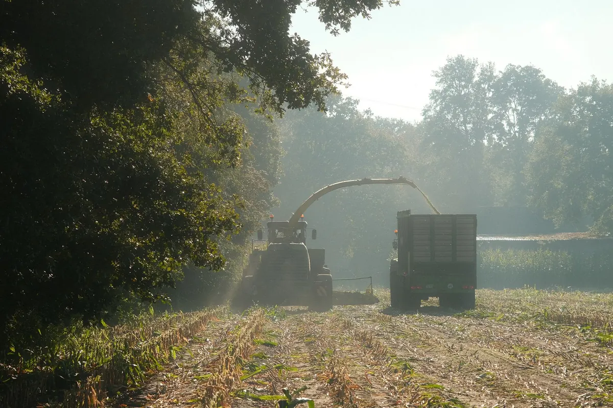 Tractor harvesting a maize field